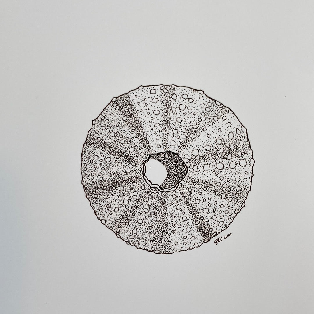 Beach Finds - Urchin - Print