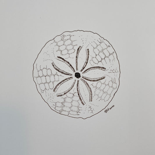 Beach Finds - Sand dollar - Print