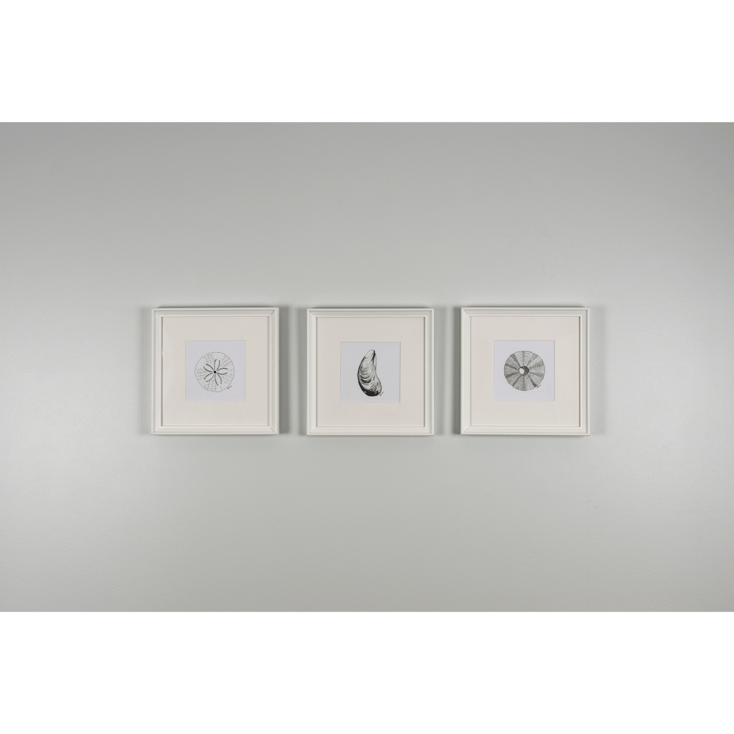 "Beach Finds - Urchin, Sand dollar, Mussel" reproduction print  from a pen and ink original is perfect for adding a touch of coastal charm to any room. 